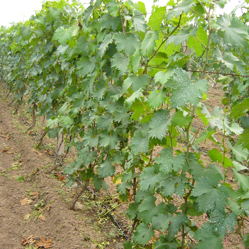 drip pipe irrigation